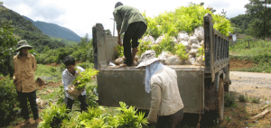 Rattan planting for livelihoods and conservation in central Vietnam